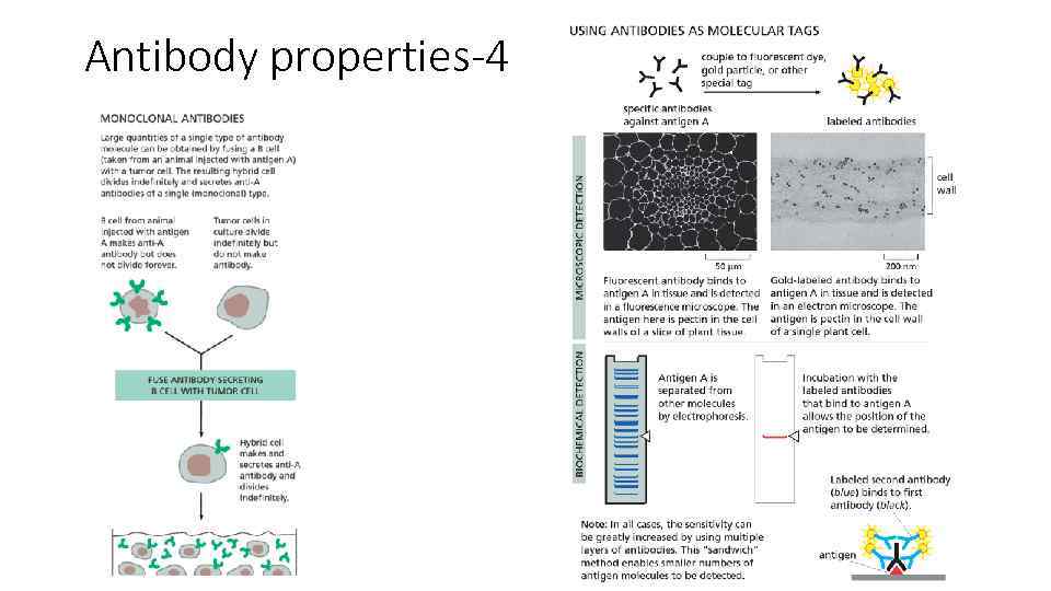 Antibody properties-4 