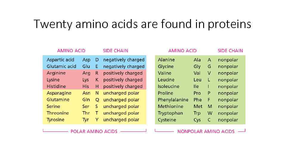 Twenty amino acids are found in proteins 