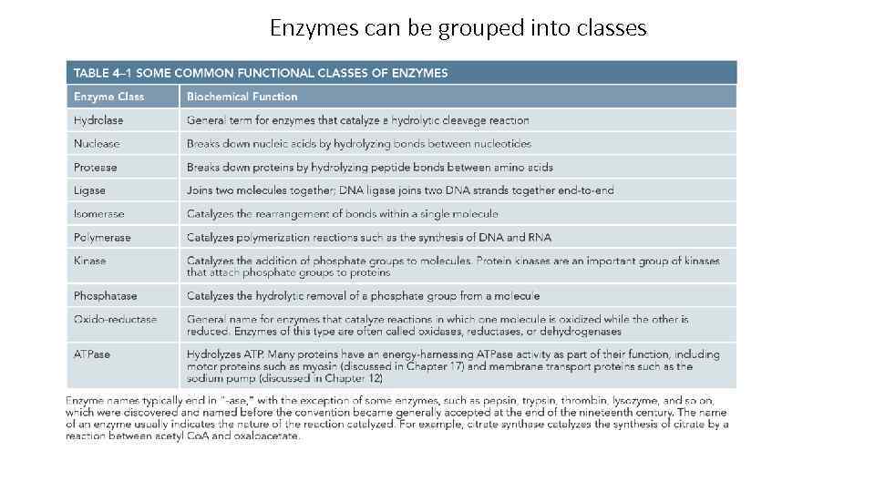 Enzymes can be grouped into classes 