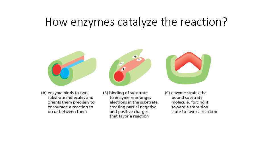 How enzymes catalyze the reaction? 