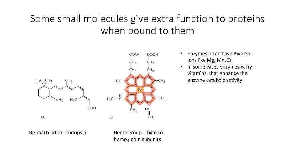 Some small molecules give extra function to proteins when bound to them • Enzymes