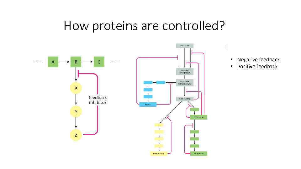How proteins are controlled? • Negative feedback • Positive feedback 