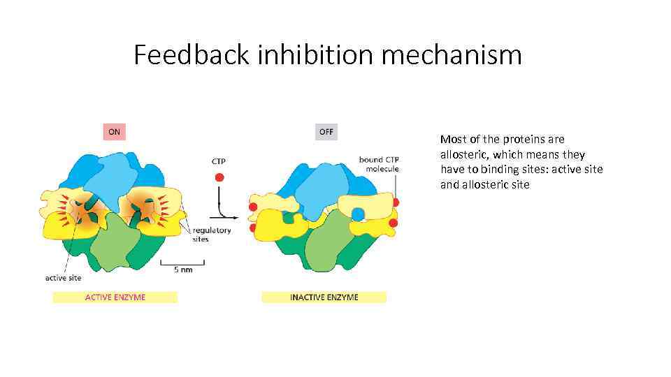 Feedback inhibition mechanism Most of the proteins are allosteric, which means they have to