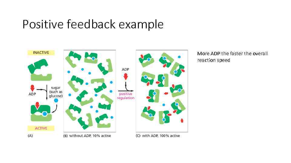 Positive feedback example More ADP the faster the overall reaction speed 