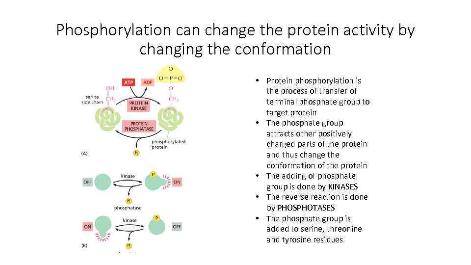 Phosphorylation can change the protein activity by changing the conformation • Protein phosphorylation is