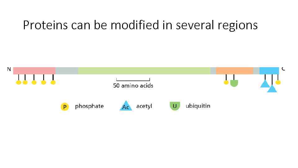 Proteins can be modified in several regions 