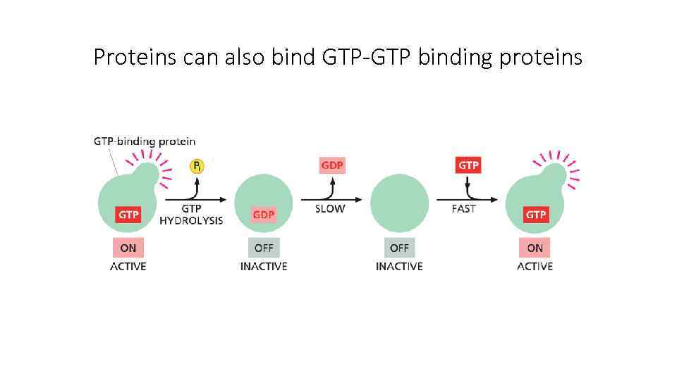Proteins can also bind GTP-GTP binding proteins 