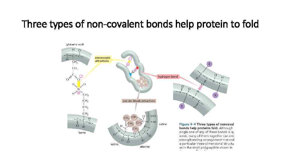 Three types of non-covalent bonds help protein to fold 