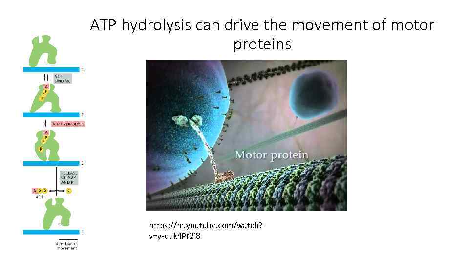 ATP hydrolysis can drive the movement of motor proteins https: //m. youtube. com/watch? v=y-uuk