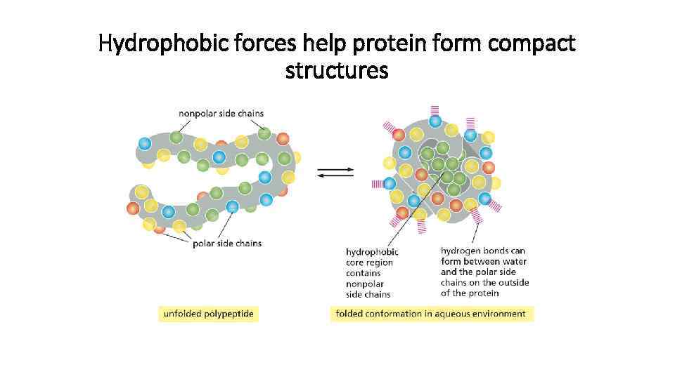 Hydrophobic forces help protein form compact structures 