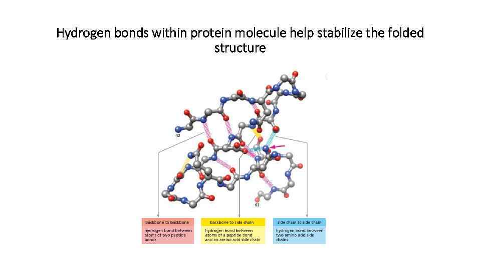 Hydrogen bonds within protein molecule help stabilize the folded structure 