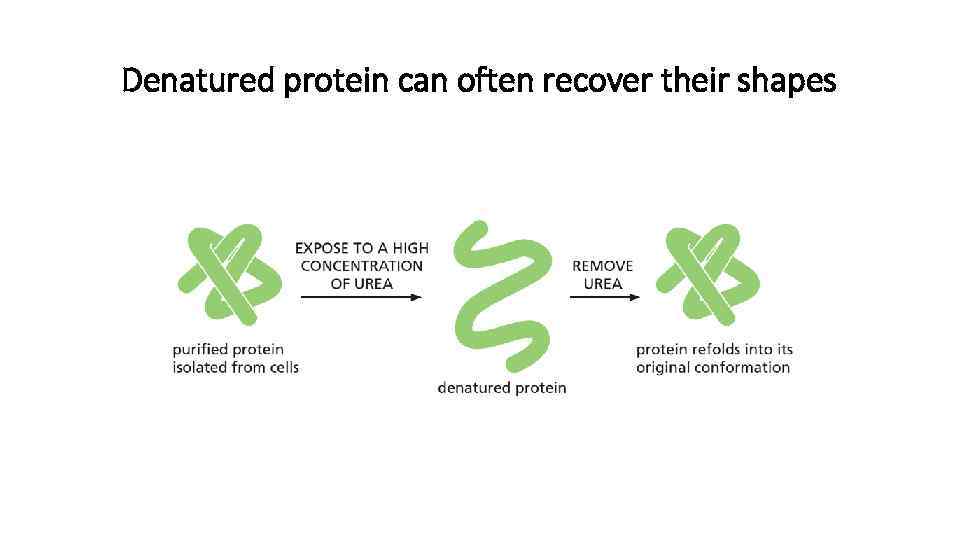 Denatured protein can often recover their shapes 