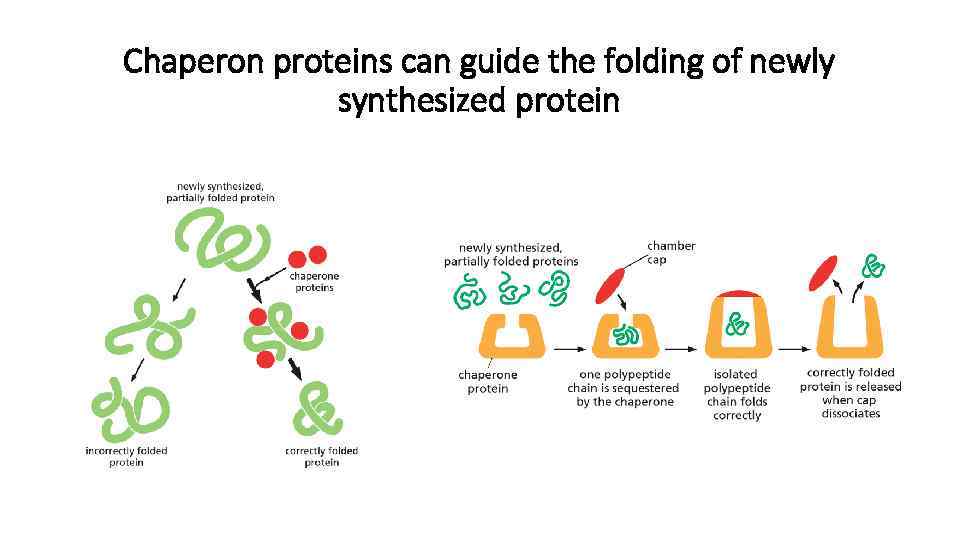 Chaperon proteins can guide the folding of newly synthesized protein 