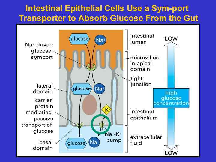 Intestinal Epithelial Cells Use a Sym-port Transporter to Absorb Glucose From the Gut 