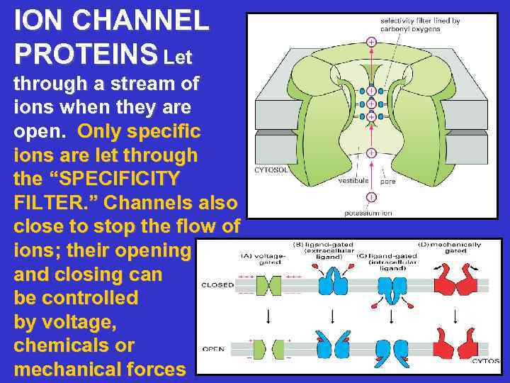 ION CHANNEL PROTEINS Let through a stream of ions when they are open. Only