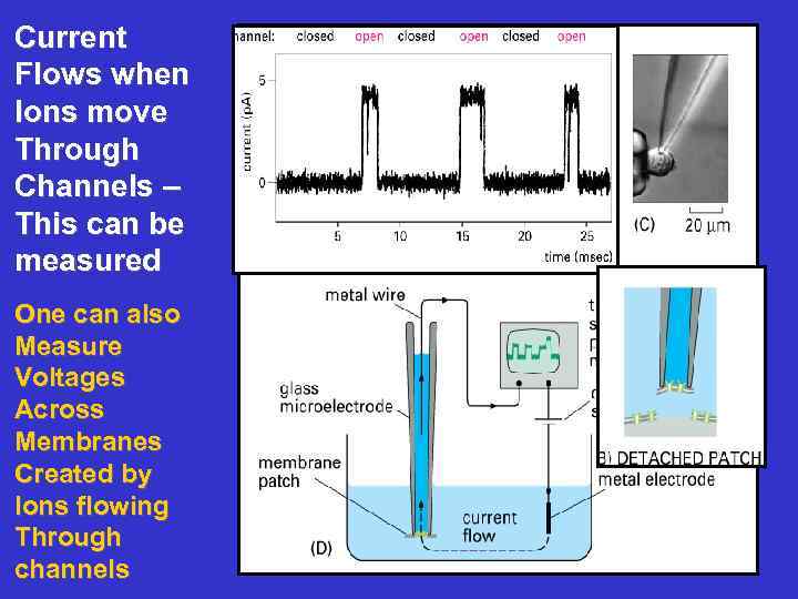 Current Flows when Ions move Through Channels – This can be measured One can