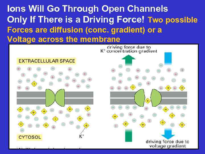 Ions Will Go Through Open Channels Only If There is a Driving Force! Two