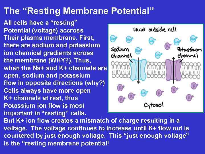 The “Resting Membrane Potential” All cells have a “resting” Potential (voltage) accross Their plasma