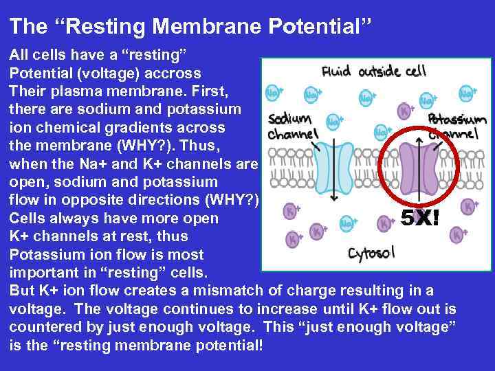 The “Resting Membrane Potential” All cells have a “resting” Potential (voltage) accross Their plasma