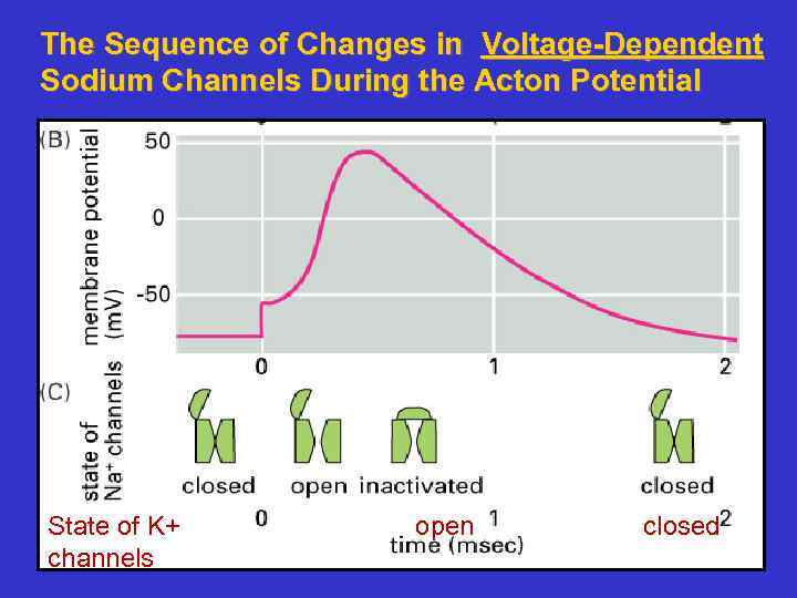 The Sequence of Changes in Voltage-Dependent Sodium Channels During the Acton Potential State of