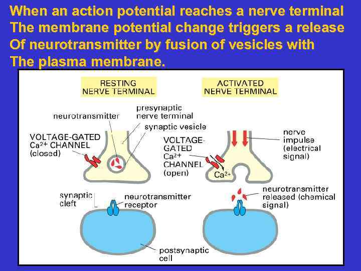 When an action potential reaches a nerve terminal The membrane potential change triggers a