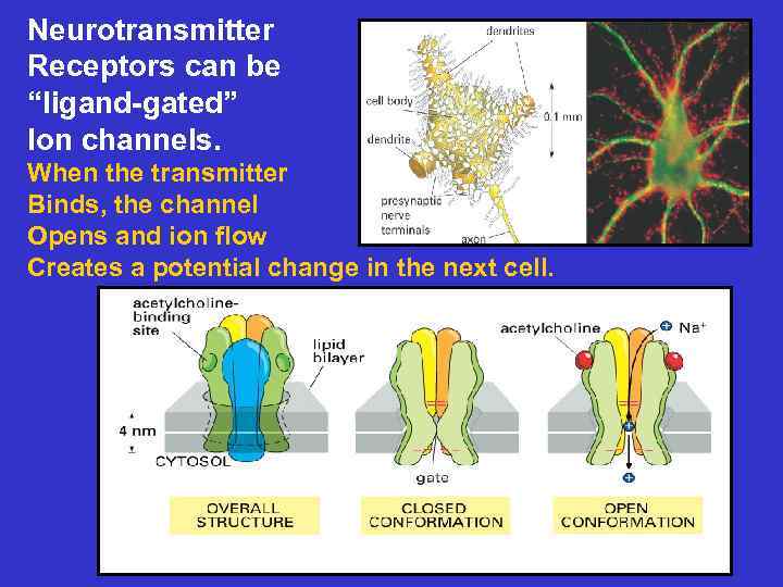 Neurotransmitter Receptors can be “ligand-gated” Ion channels. When the transmitter Binds, the channel Opens