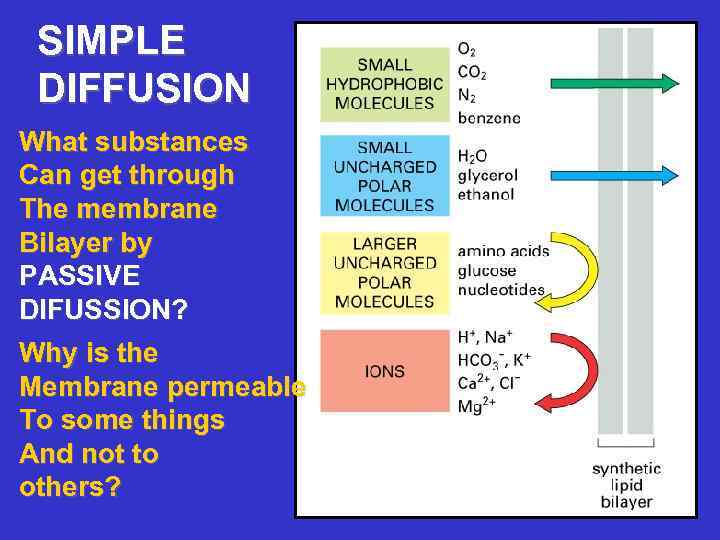 SIMPLE DIFFUSION What substances Can get through The membrane Bilayer by PASSIVE DIFUSSION? Why