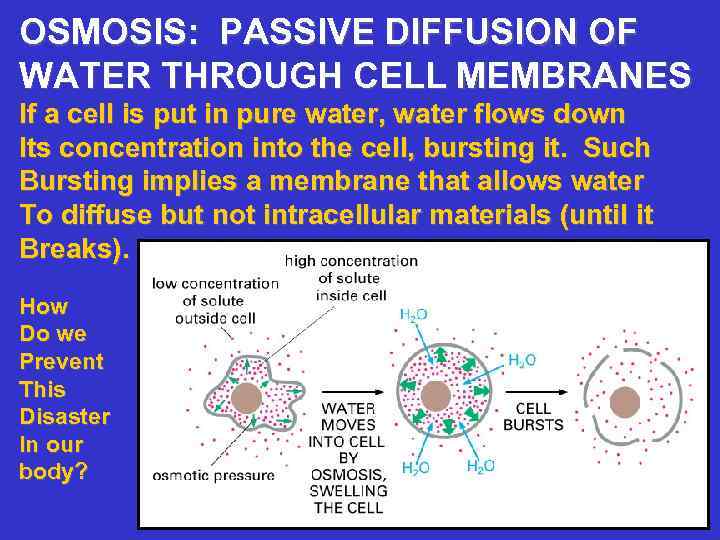 OSMOSIS: PASSIVE DIFFUSION OF WATER THROUGH CELL MEMBRANES If a cell is put in