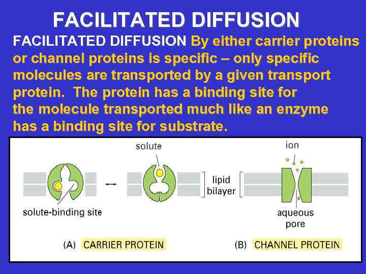 FACILITATED DIFFUSION By either carrier proteins or channel proteins is specific – only specific