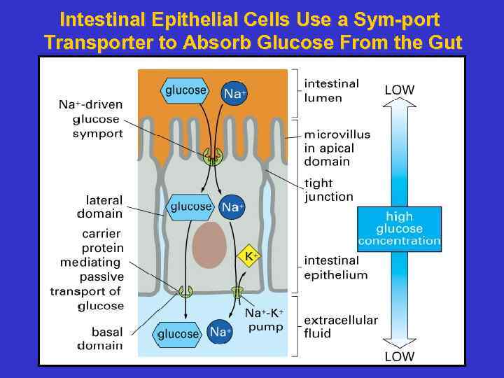 Intestinal Epithelial Cells Use a Sym-port Transporter to Absorb Glucose From the Gut 