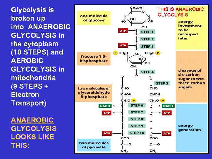 Glycolysis is broken up into ANAEROBIC GLYCOLYSIS in the cytoplasm (10 STEPS) and AEROBIC