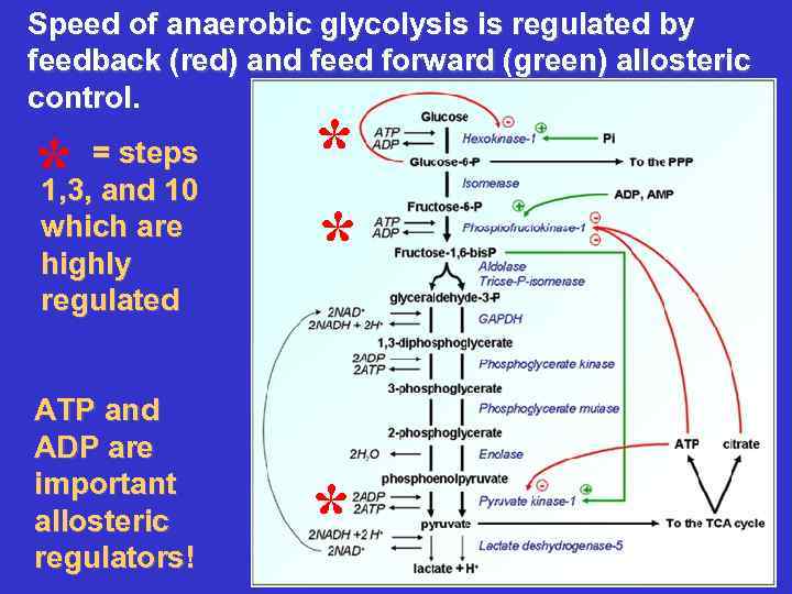 Speed of anaerobic glycolysis is regulated by feedback (red) and feed forward (green) allosteric