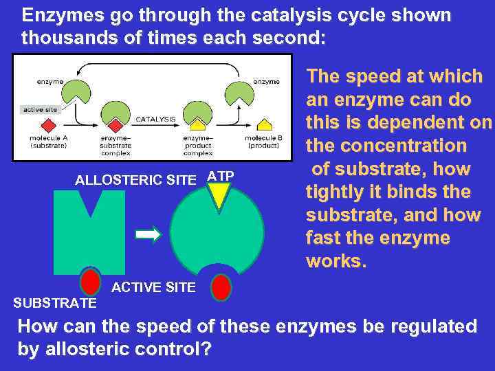 Enzymes go through the catalysis cycle shown thousands of times each second: ALLOSTERIC SITE