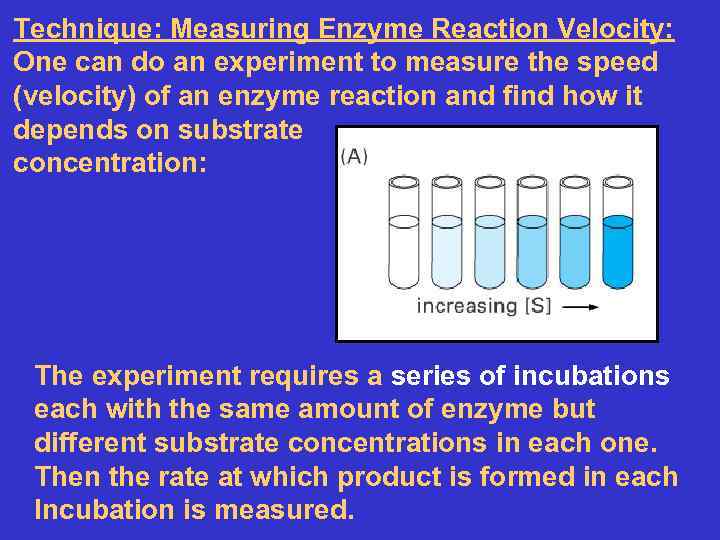 Technique: Measuring Enzyme Reaction Velocity: One can do an experiment to measure the speed