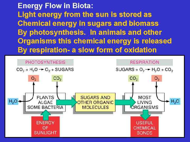 Energy Flow in Biota: Light energy from the sun is stored as Chemical energy