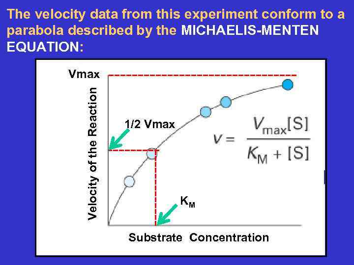 The velocity data from this experiment conform to a parabola described by the MICHAELIS-MENTEN