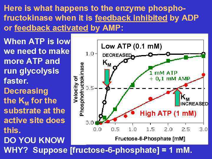 Here is what happens to the enzyme phosphofructokinase when it is feedback inhibited by