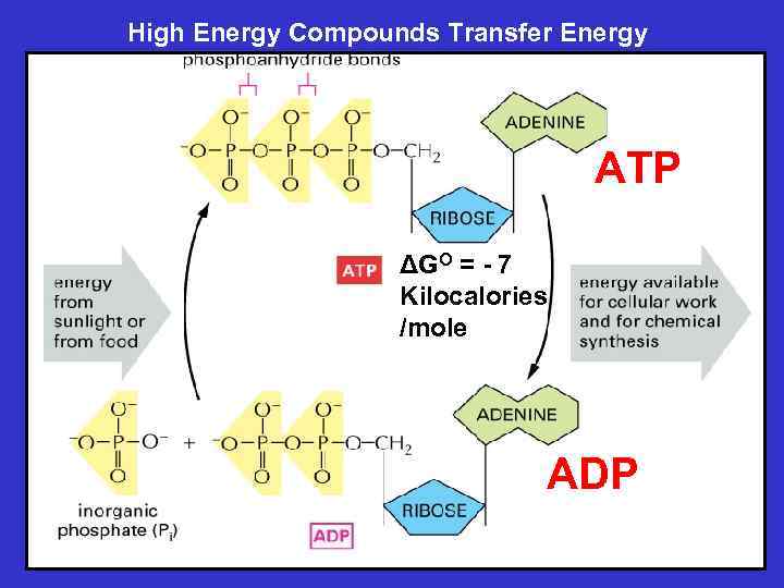 High Energy Compounds Transfer Energy ATP ΔGO = - 7 Kilocalories /mole ADP 