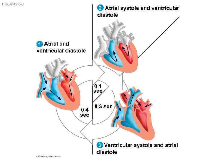 Figure 42. 8 -3 2 Atrial systole and ventricular diastole 1 Atrial and ventricular