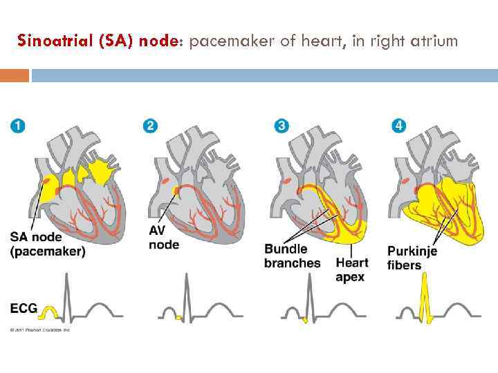 Sinoatrial (SA) node: pacemaker of heart, in right atrium 