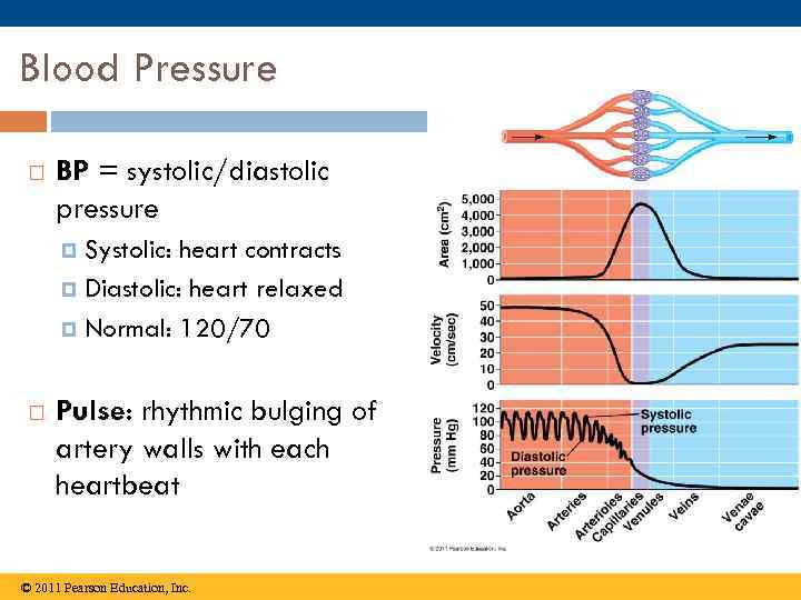 Blood Pressure BP = systolic/diastolic pressure Systolic: heart contracts Diastolic: heart relaxed Normal: 120/70
