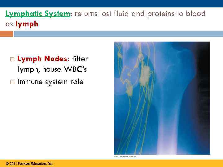 Lymphatic System: returns lost fluid and proteins to blood as lymph Lymph Nodes: filter