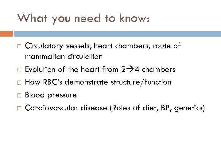 What you need to know: Circulatory vessels, heart chambers, route of mammalian circulation Evolution