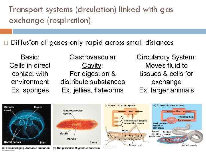Transport systems (circulation) linked with gas exchange (respiration) Diffusion of gases only rapid across