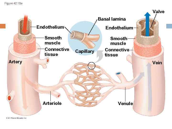 Figure 42. 10 a Valve Basal lamina Endothelium Smooth muscle Connective tissue Endothelium Capillary