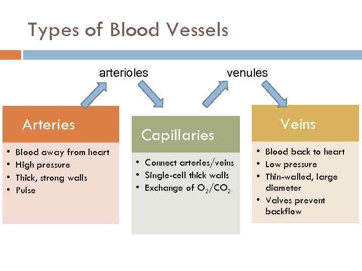 Types of Blood Vessels arterioles Arteries • • Blood away from heart High pressure