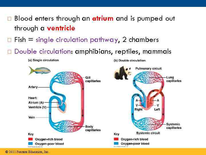  Blood enters through an atrium and is pumped out through a ventricle Fish