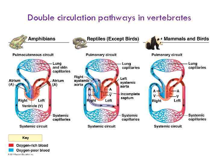 Double circulation pathways in vertebrates 