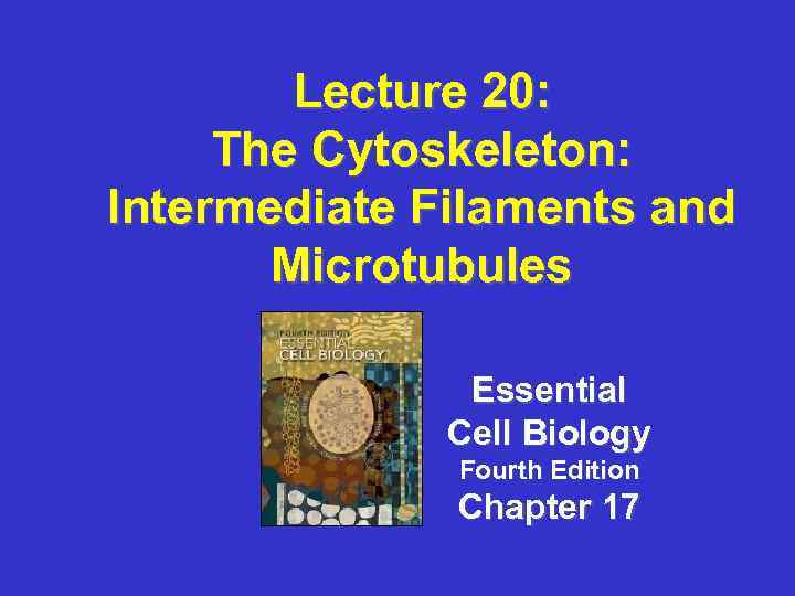 Lecture 20: The Cytoskeleton: Intermediate Filaments and Microtubules Essential Cell Biology Fourth Edition Chapter