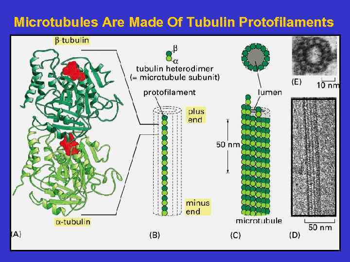 Microtubules Are Made Of Tubulin Protofilaments 